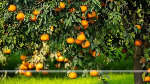 Unlocking Growth in the Global Fruit Farming Industry: The Transformative Impact of Agricultural Lending and the Role of Boris Listov