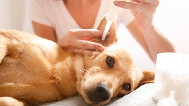 Canine Ear Care Hacks: Home Remedies to Use for Cleaner, Happier Pups!