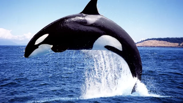 Underwater Warfare: Why Are Orcas Turning on Boats? Prepare to Be Stunned!