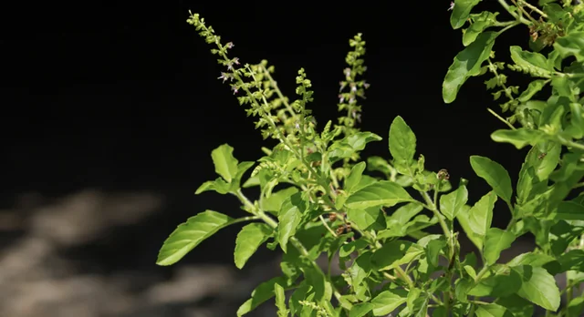 Top 9 Plants in India for Repelling Mosquitoes