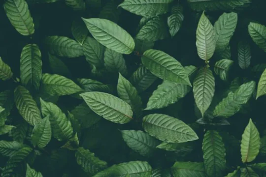 Is Kratom Legal In NJ? Where to Find Good Quality?