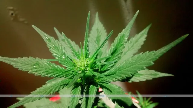 Elevate Your Self-Care: Integrating THC into Your Wellness Routine Safely