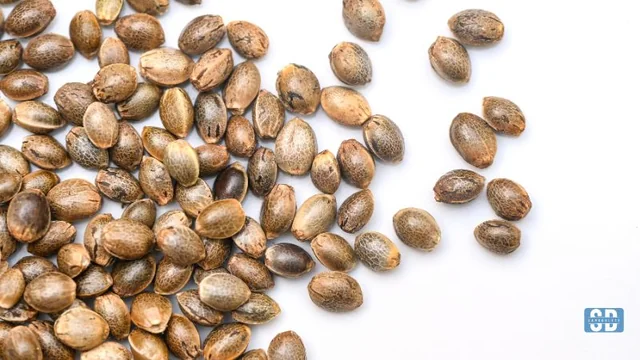 Choosing Cannabis Seeds 101: How to Pick the Right Genetics for Your Grow Goals