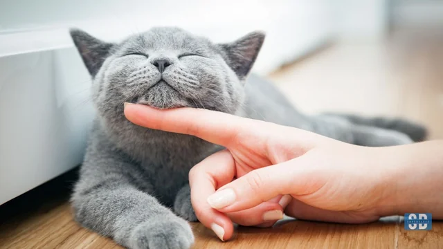 First Time Living With A Cat? Here's How To Keep Your Sanity