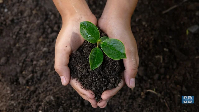 Why Soil Health Is the Silent Killer of Urban Trees