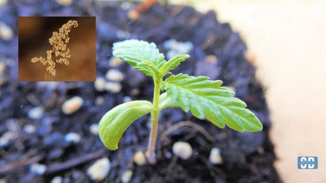 Weed Seeds Online: Sacred Seeds Australia Makes Buying Fresh Genetics Easy
