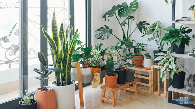 7 Best Low-Maintenance Indoor Plants for Busy Homes