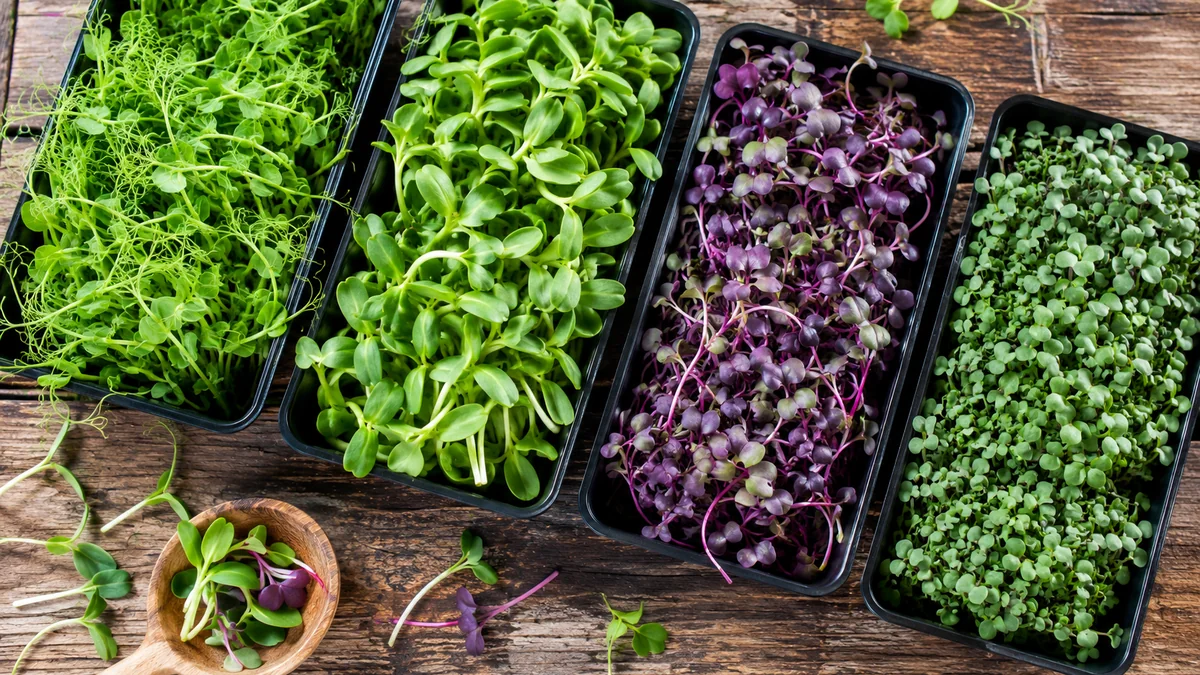 Microgreens: Complete Guide to Growing, Selling & Starting a Business