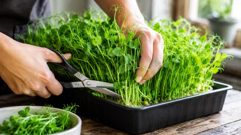 Microgreens being harvested with scissors from a tray