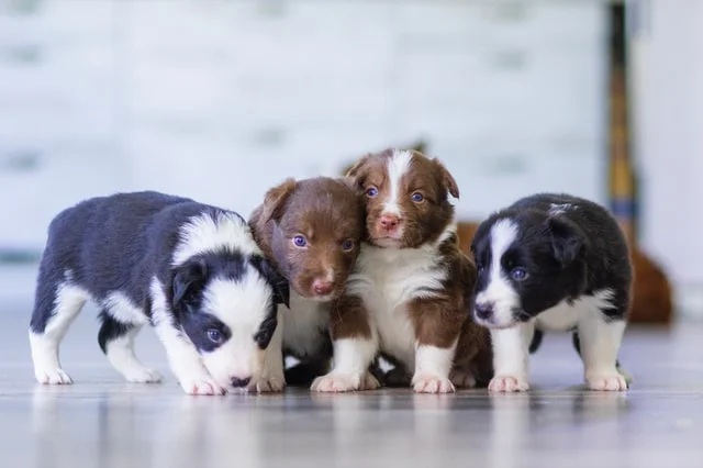 Dog's Pregnancy 1