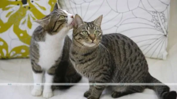 End-of-life Options for Pets