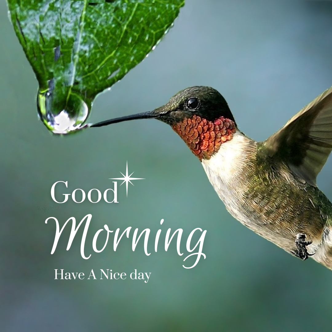 Good Morning, take good care of nature