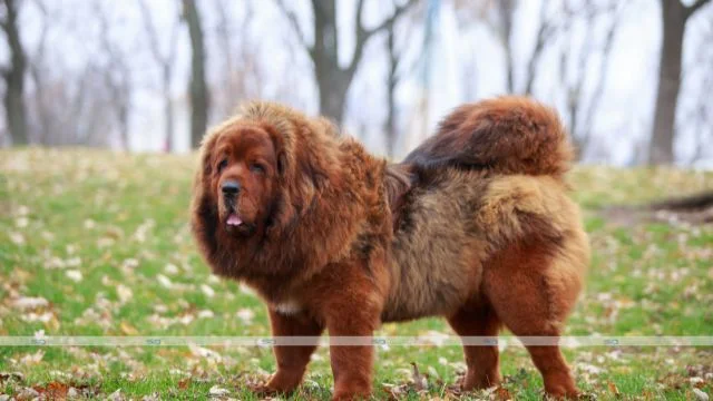 Doodle Dog Breeds