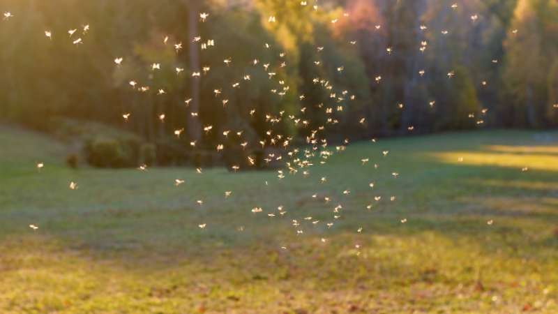 garden full of flying swarms